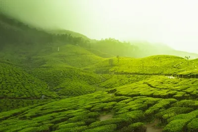 Munnar